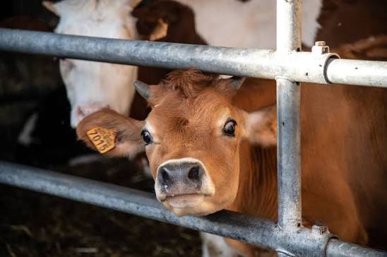 gaec-fleurs-de-lait-vache